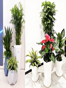 宁波江北盆景租摆方案，为你定制专属自然风